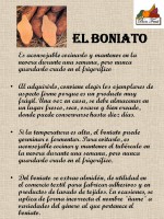 /album/recetas-de-los-productos-de-temporada/boniatos-3-jpg/